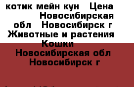 котик мейн кун › Цена ­ 5 000 - Новосибирская обл., Новосибирск г. Животные и растения » Кошки   . Новосибирская обл.,Новосибирск г.